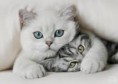 /album/animais-fofos/djdjfjd-jpg/