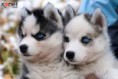 /album/animais-fofos/s-jpg/