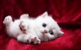 /album/animais-fofos/sds-jpg/