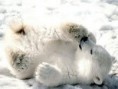 /album/animais-fofos/fgdfgfdgdfhf-jpg/