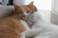 /album/animais-fofos/fvgdfgdfhgdgf-jpg/