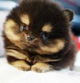 /album/animais-fofos/gbdfhbfcgh-jpg/